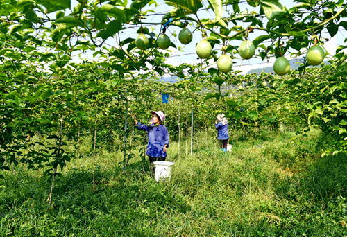 >社会综合>图为8月19日,果农在忠诚镇寨章村百香果种植基地采摘百香果